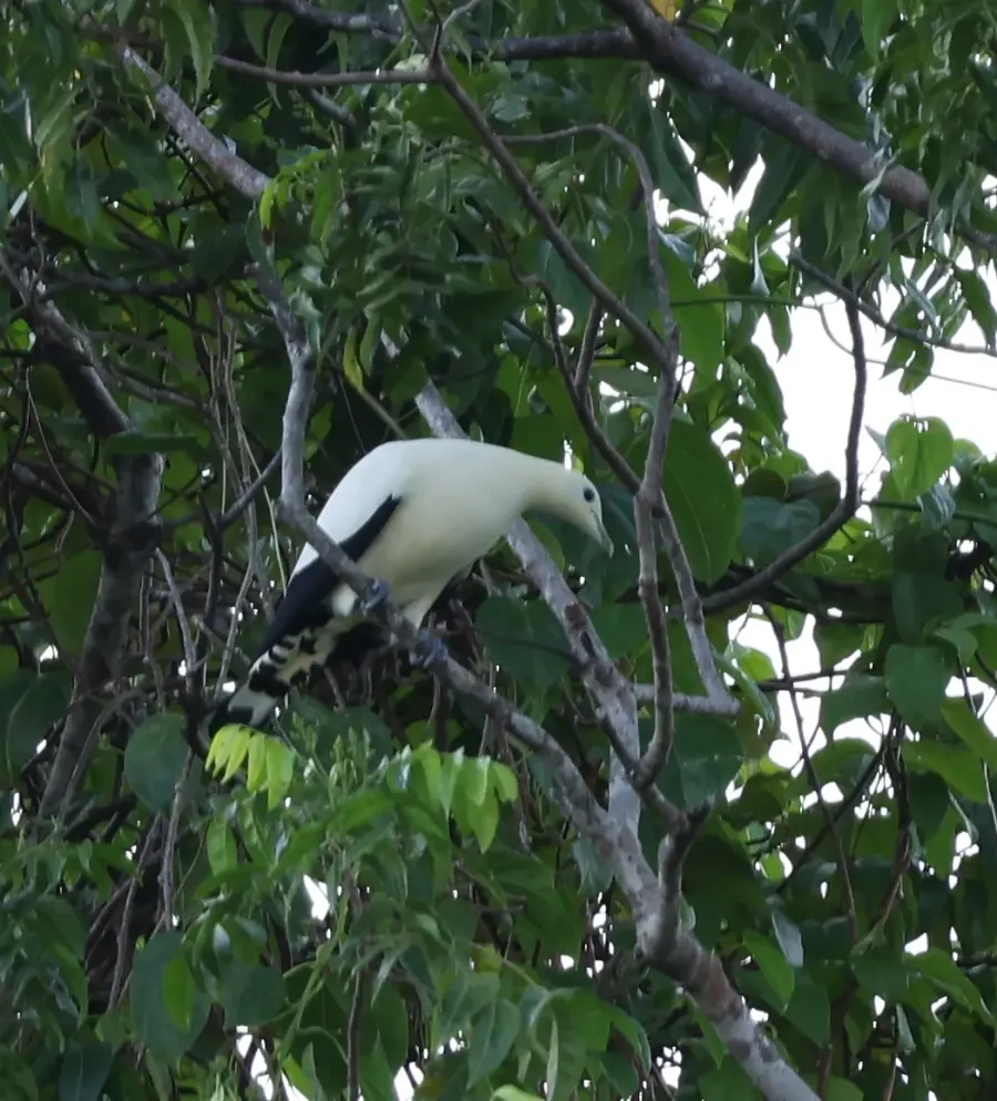 The Yellowish imperial pigeon card
