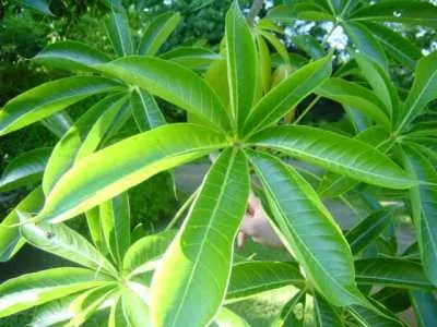 The Sterculia foetida card