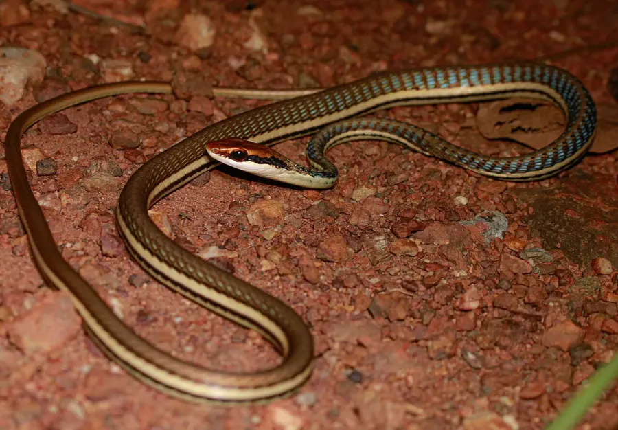La carte Dendrelaphis pictus