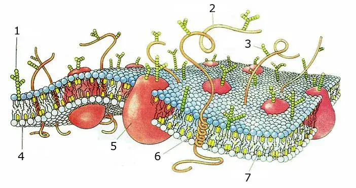 La carte Membrane plasmique