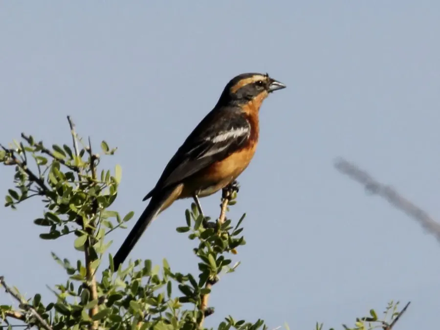 The Cinnamon warbling finch card