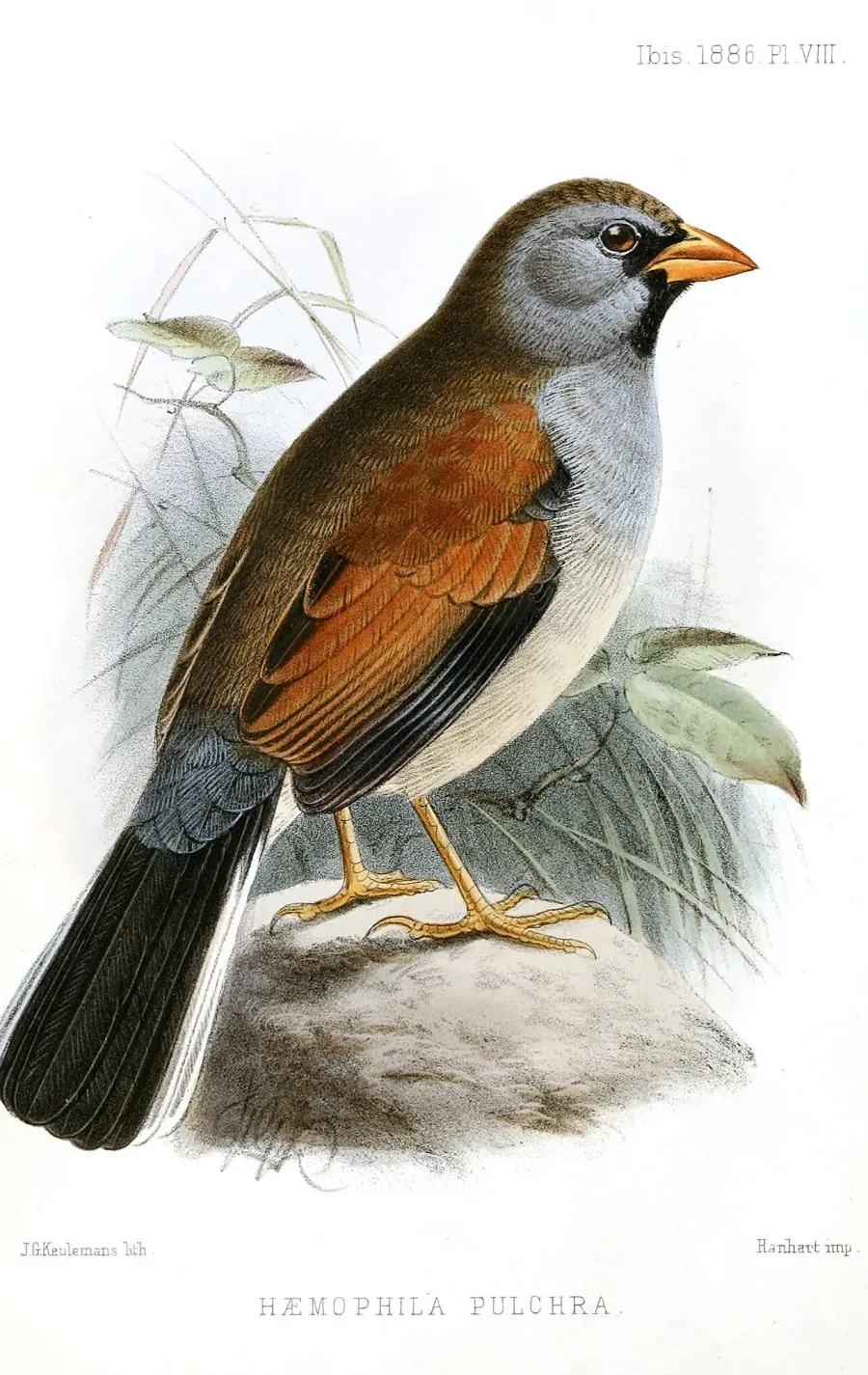 La carte Chipiu remarquable