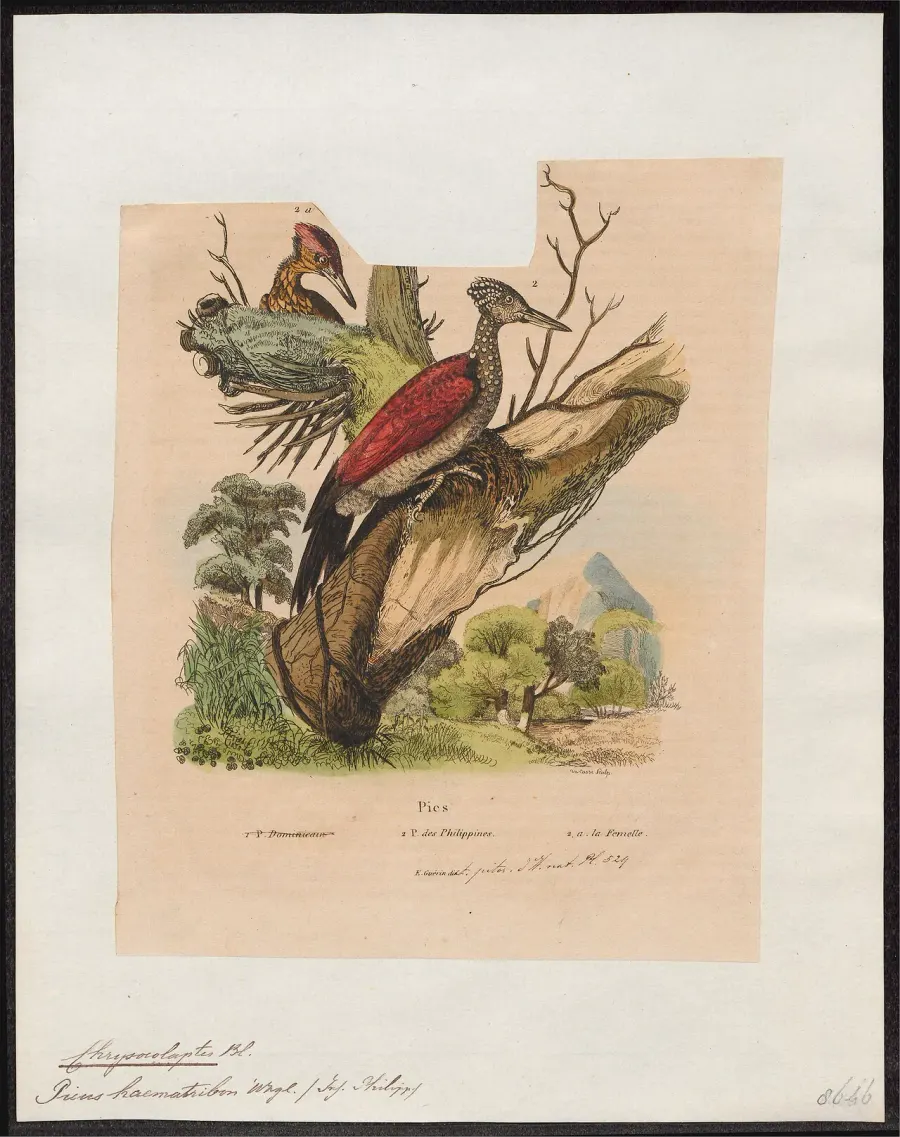 La carte Pic de Luçon