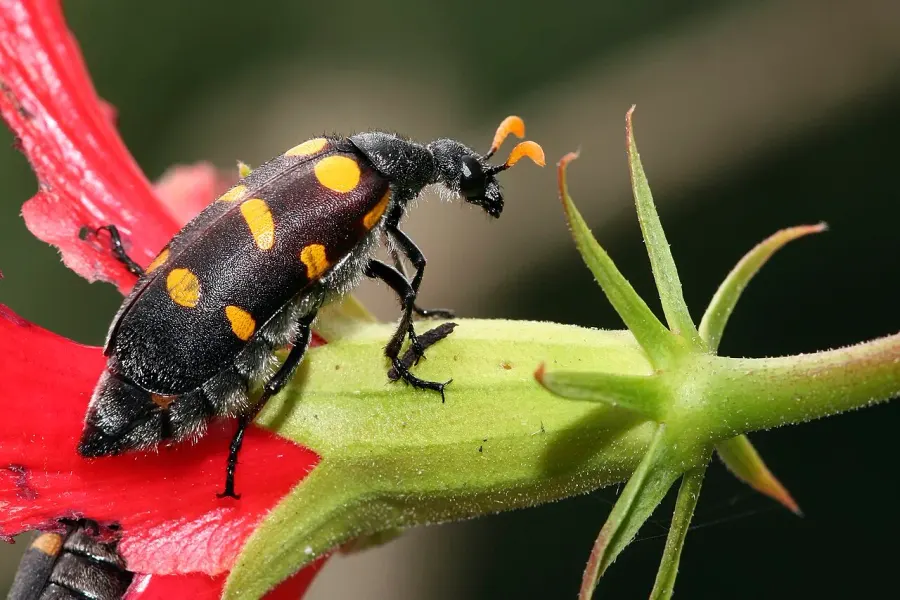 La carte Meloidae