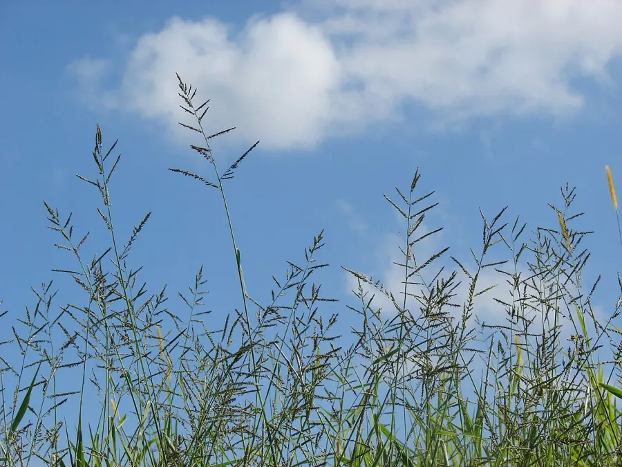 La carte Urochloa