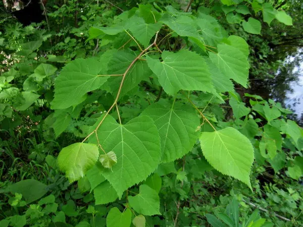 The Tilia amurensis card