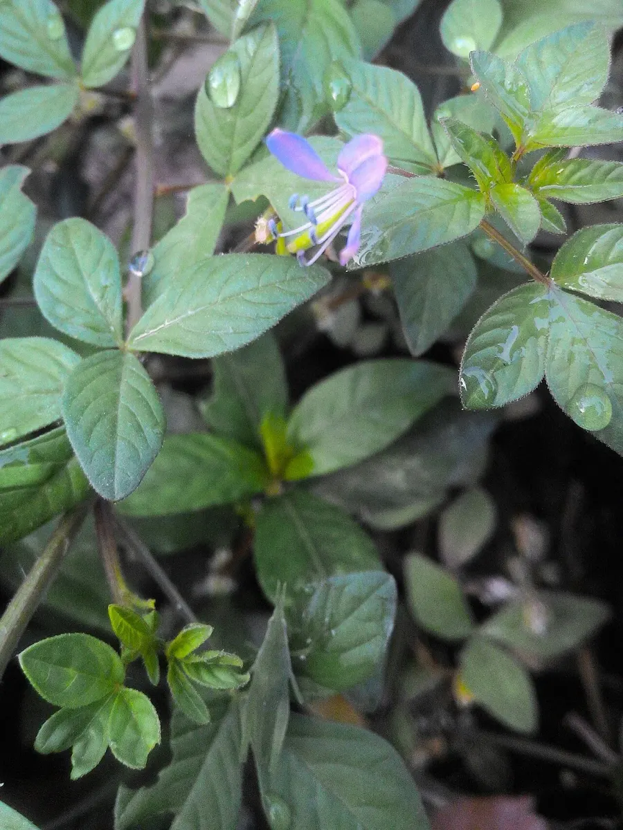 La carte Cleome rutidosperma