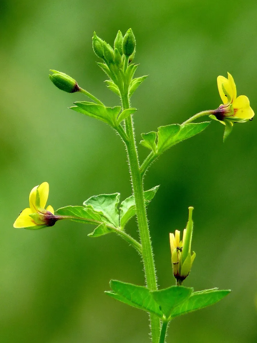 La carte Cleome viscosa