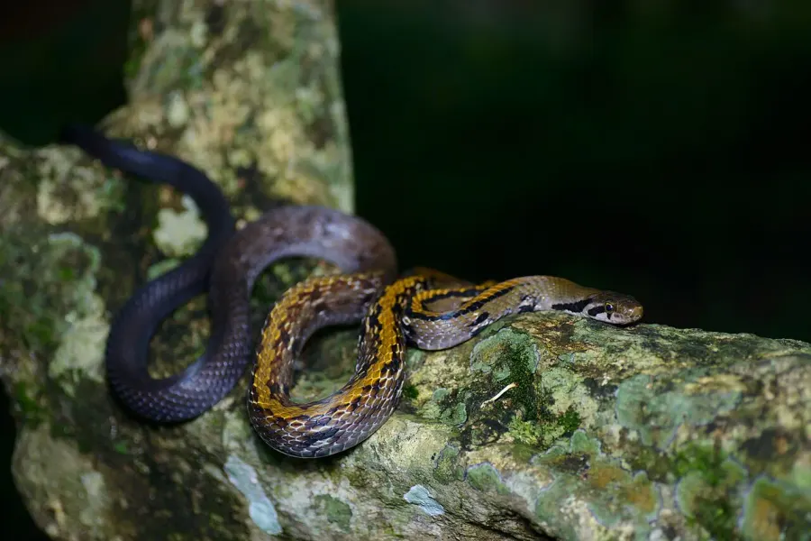 La carte Coelognathus flavolineatus