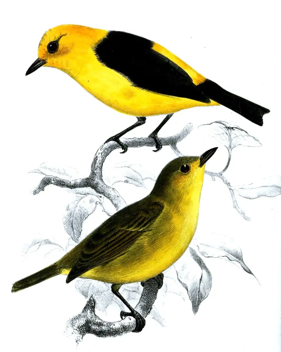 The Black-and-yellow tanager card