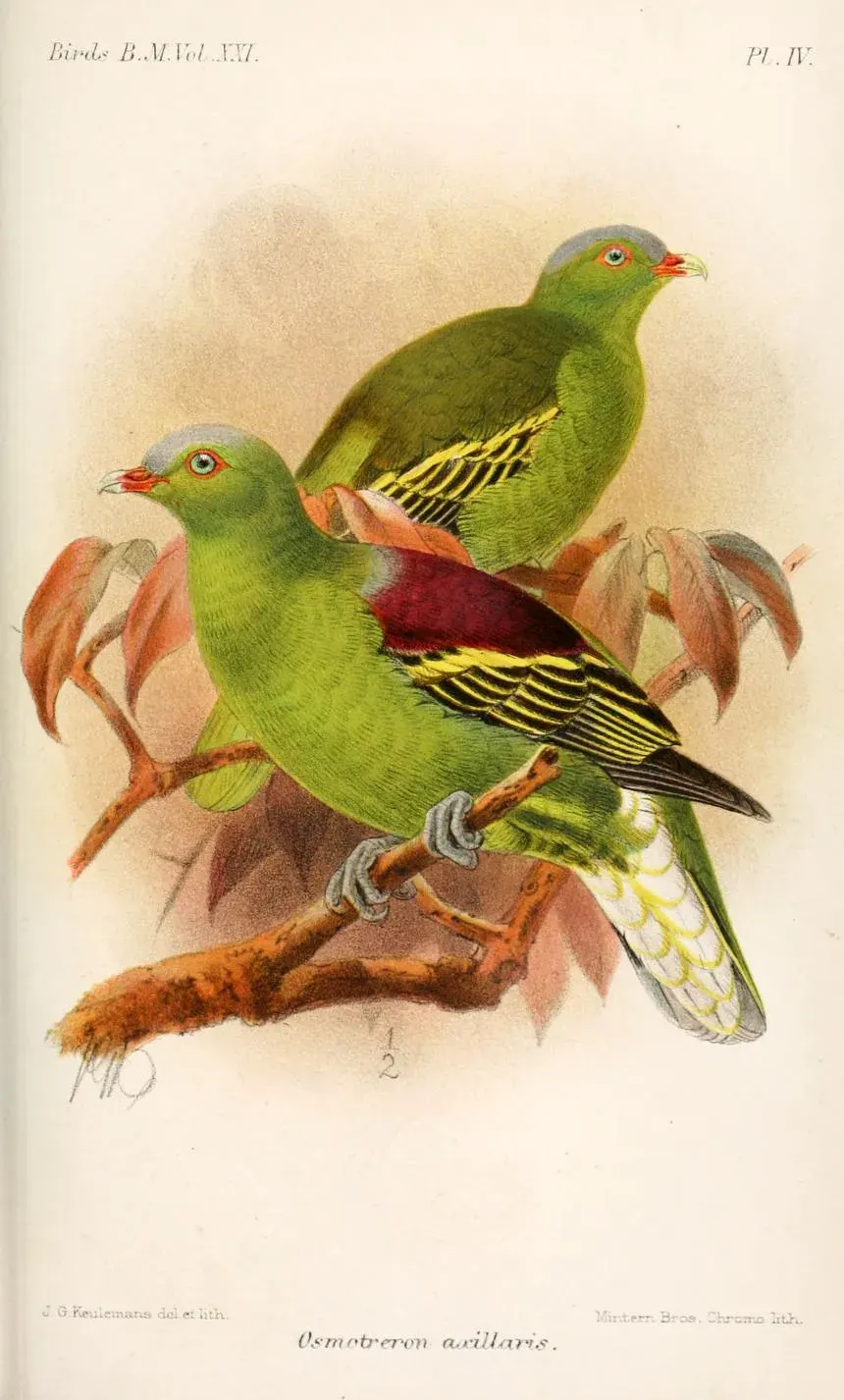 The Philippine green pigeon card