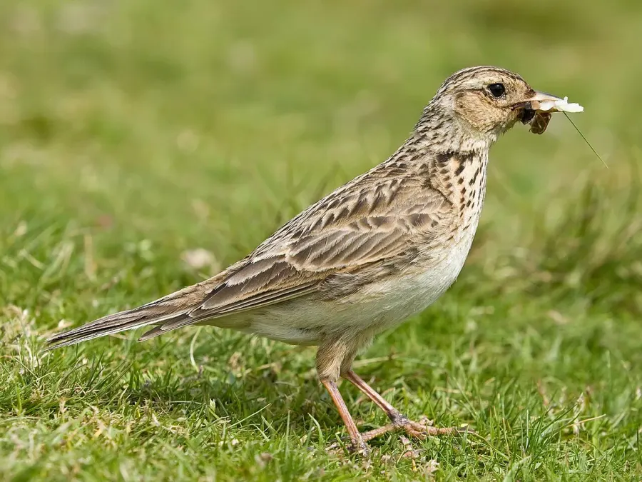 La carte Alaudidae