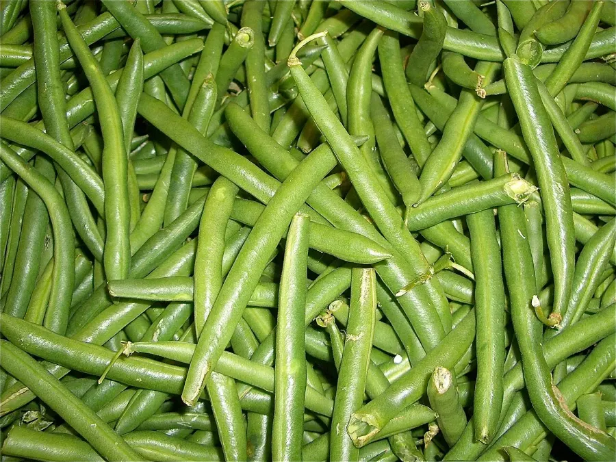 The Green bean card