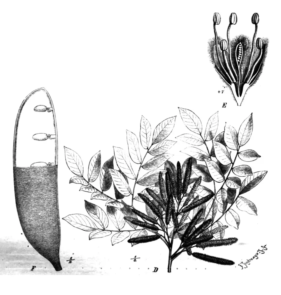 La carte Erythrophleum