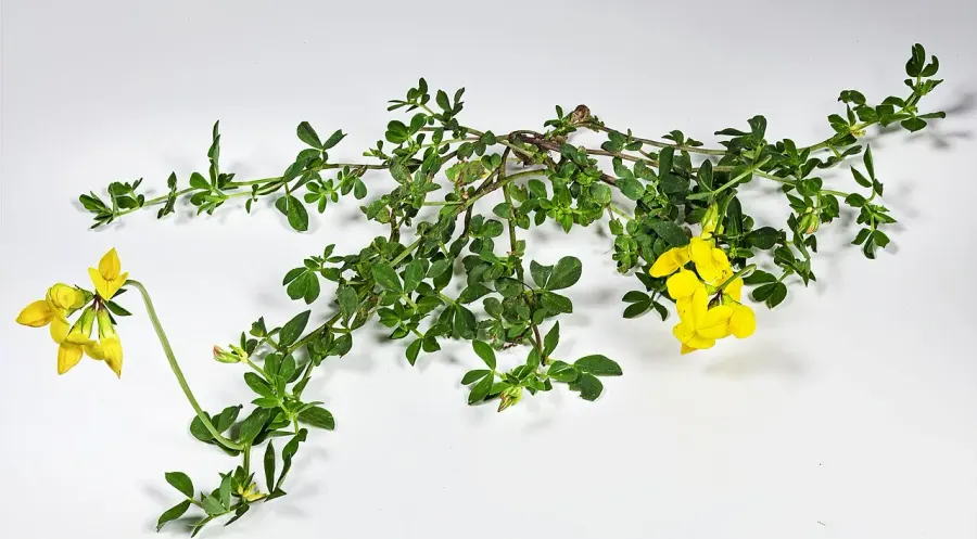 The Lotus corniculatus card