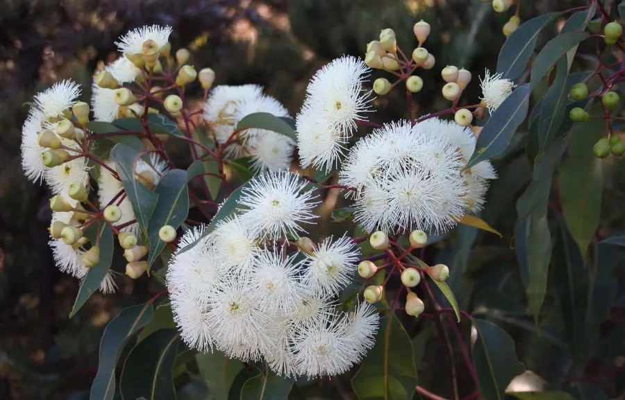 The Corymbia calophylla card
