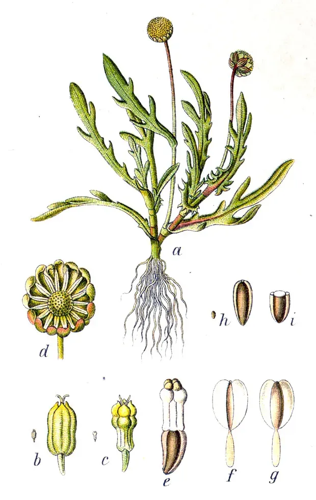 La carte Cotule pied-de-corbeau