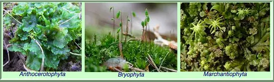 La carte Bryophyte
