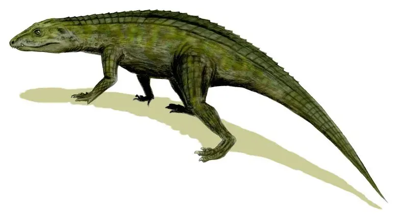 The Crocodyliformes card