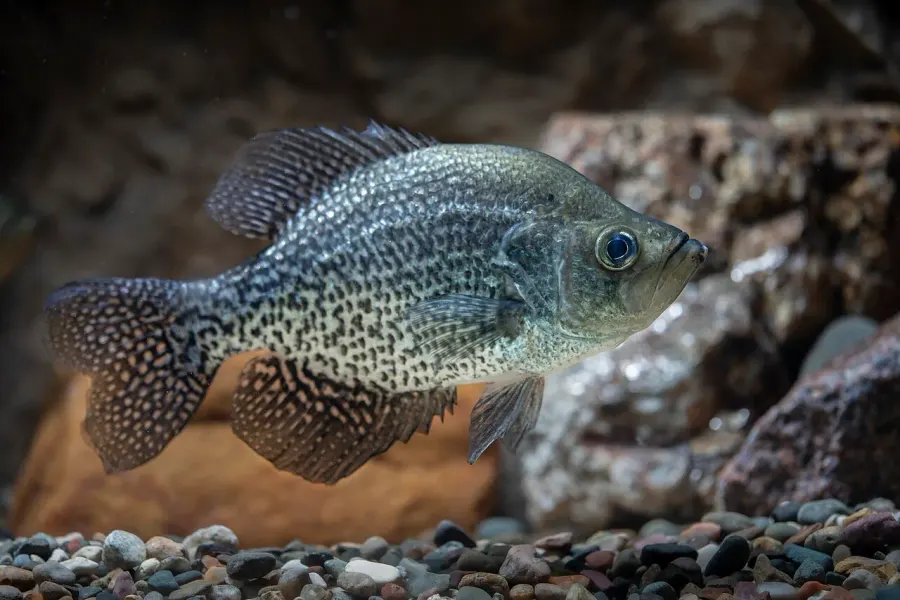 The Black crappie card
