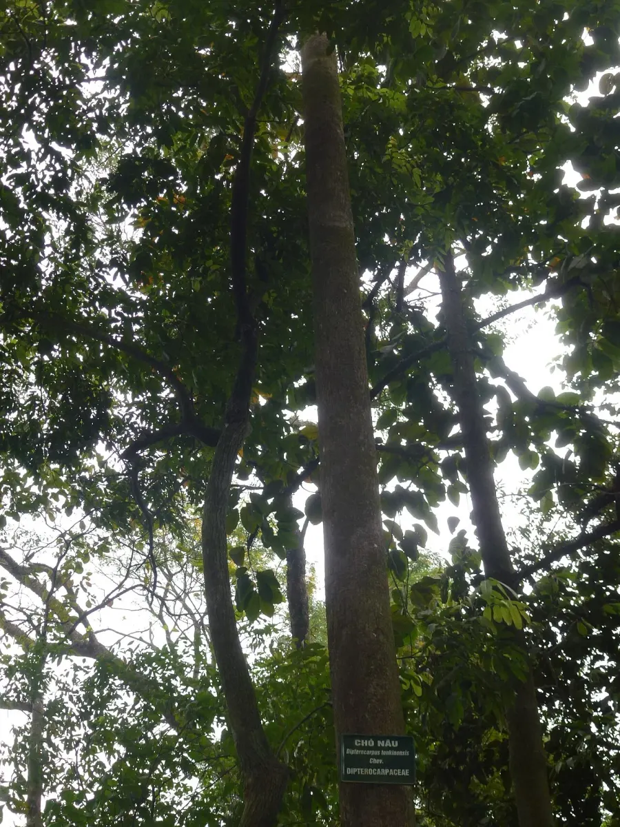 The Dipterocarpus retusus card