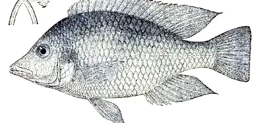 La carte Hemitilapia oxyrhyncha