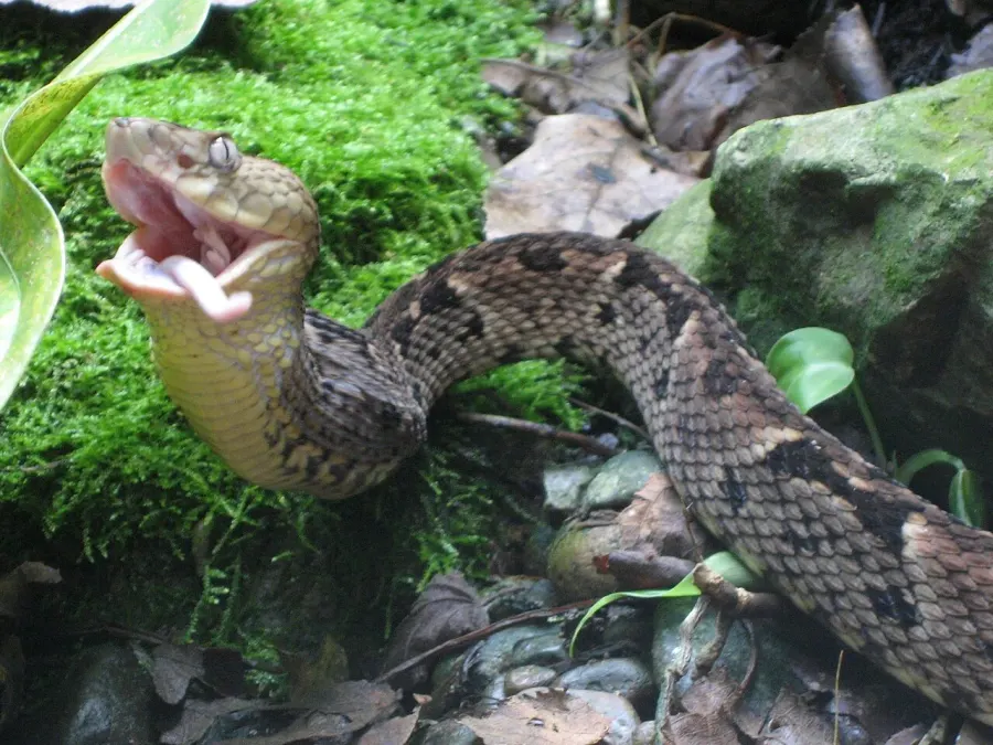 La carte Bothrops brazili