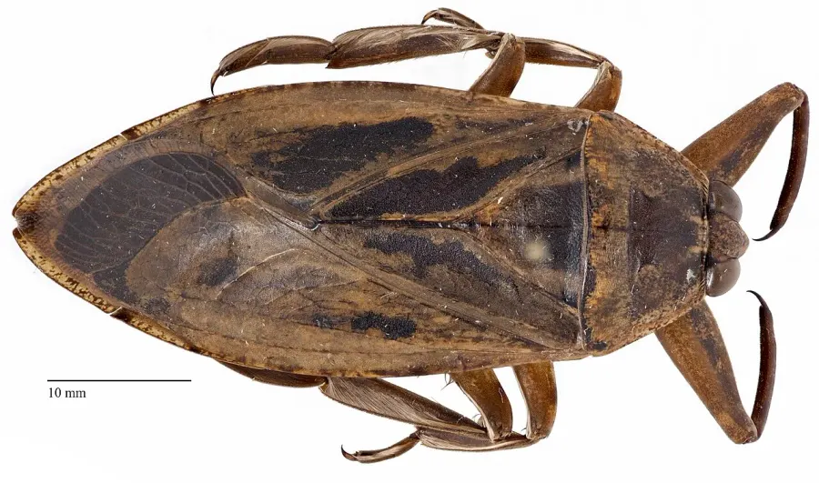 La carte Lethocerus