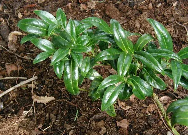 La carte Sarcococca