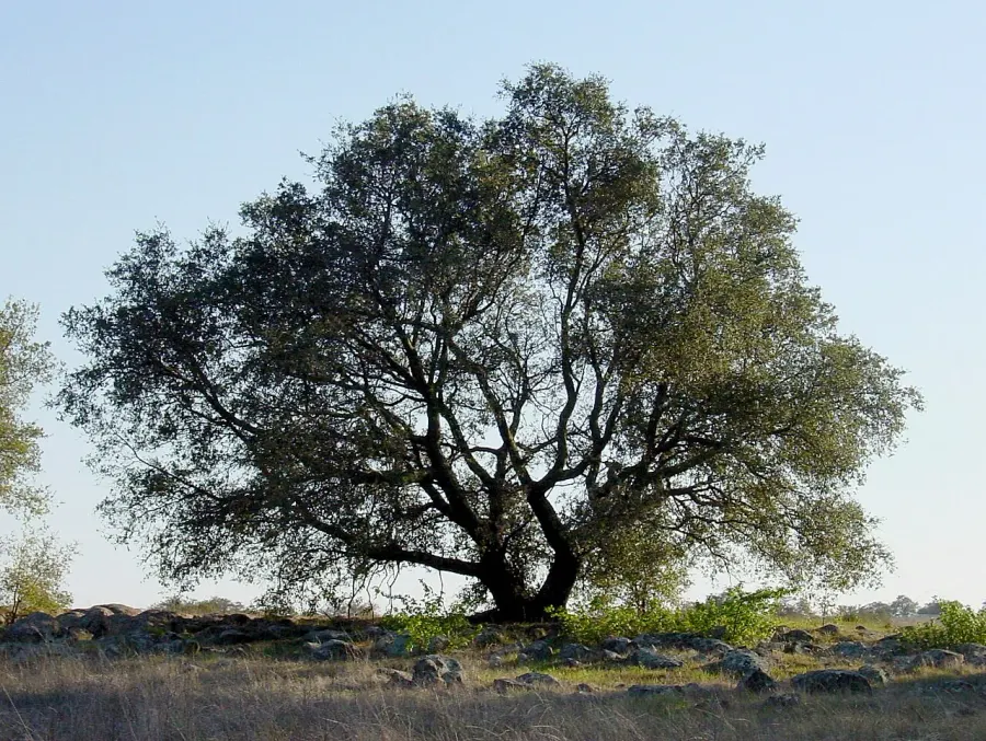 La carte Quercus engelmannii