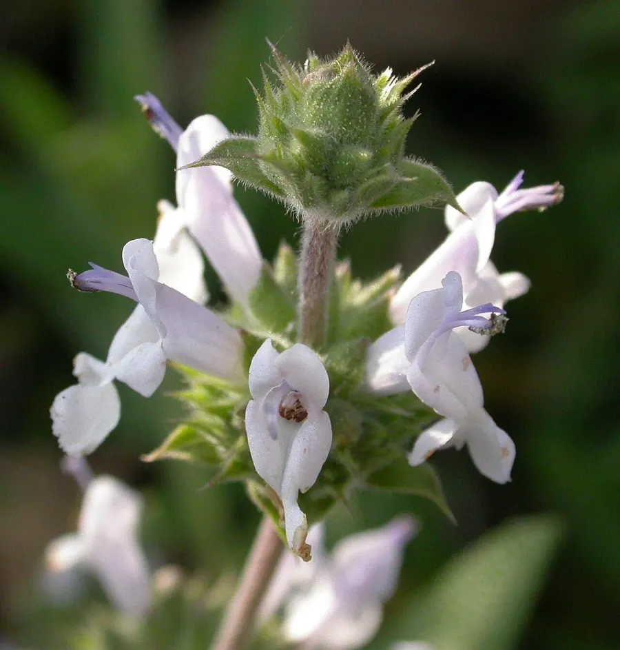 La carte Salvia mellifera