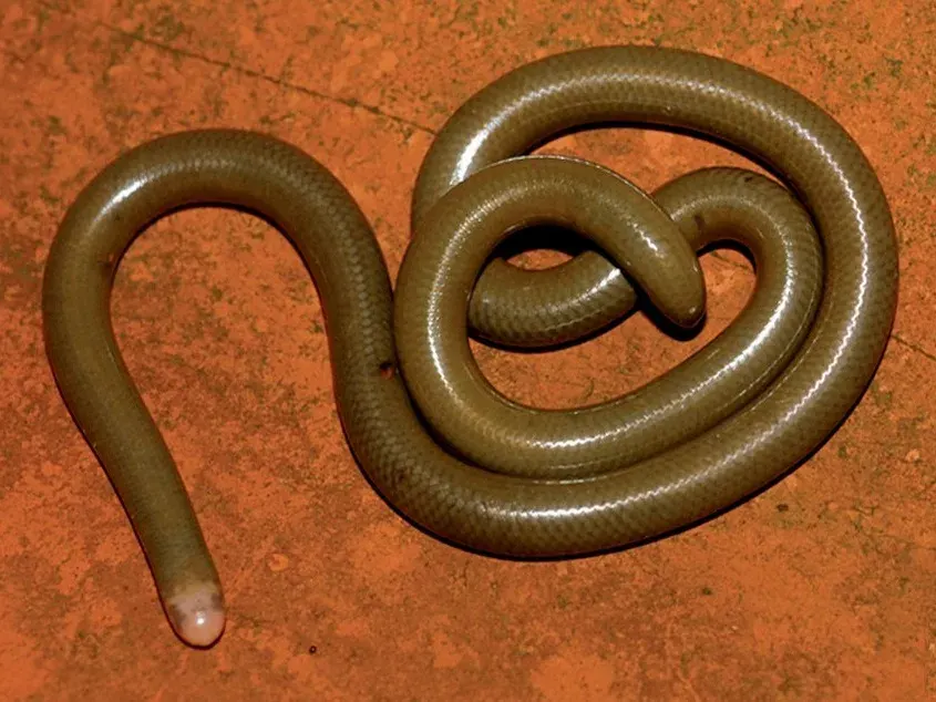 The Liotyphlops card