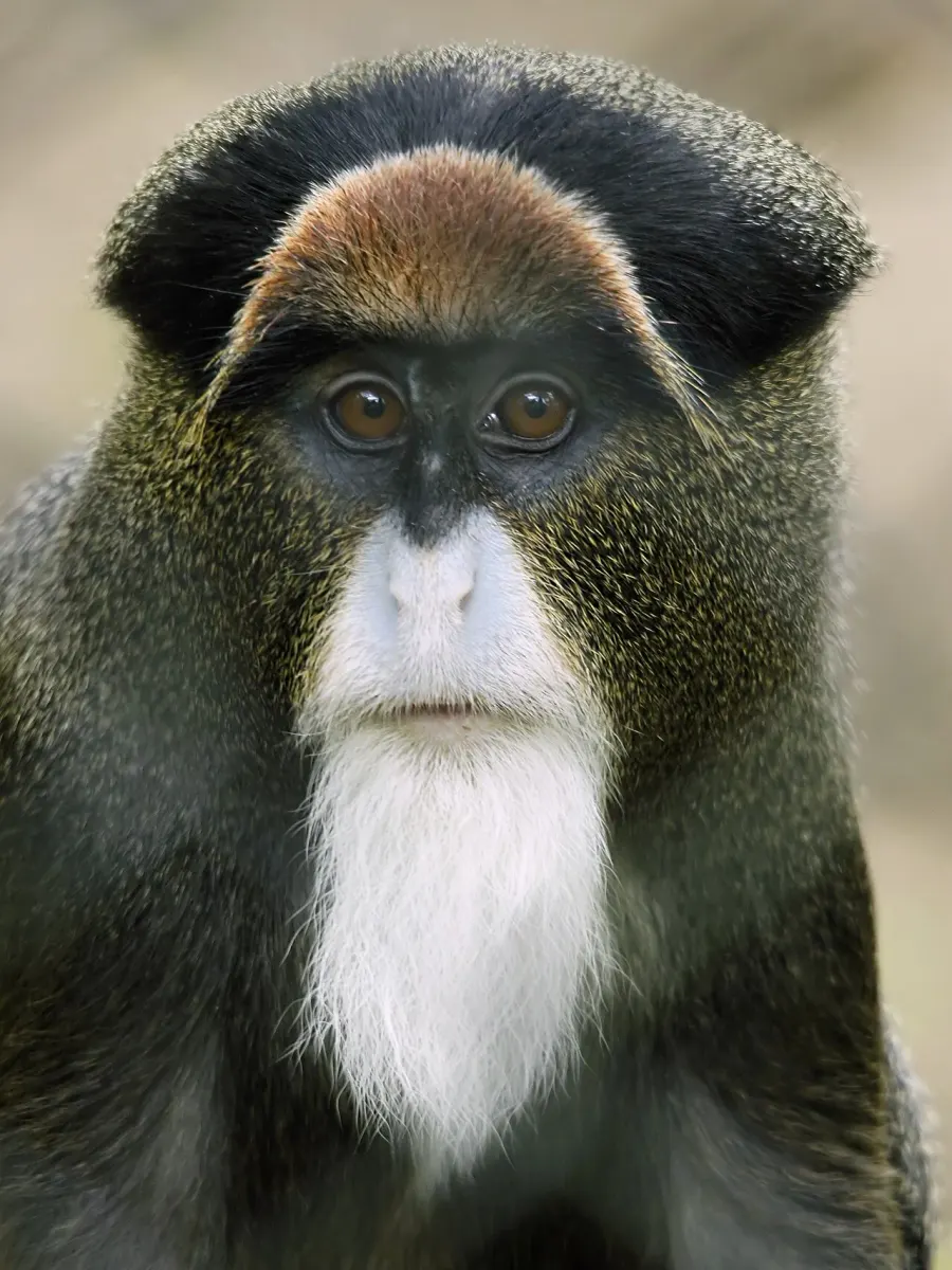 La carte Cercopithecus neglectus