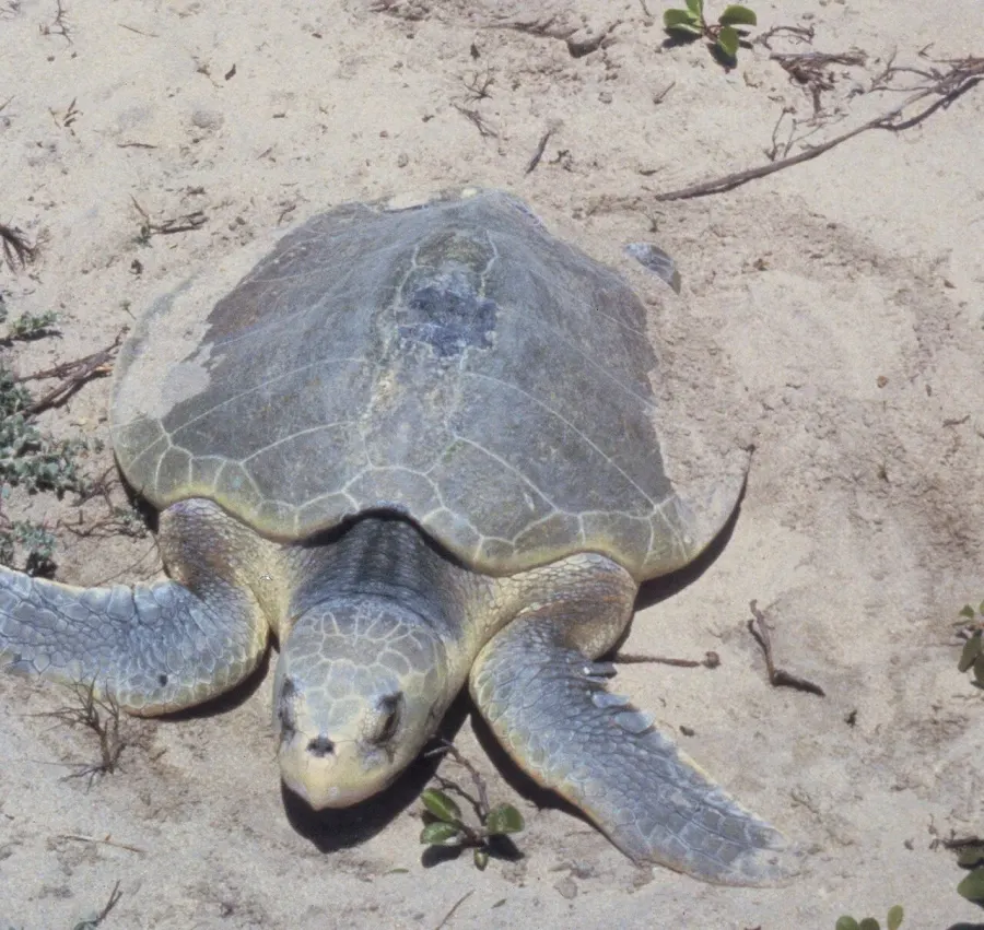La carte Tortue de Kemp