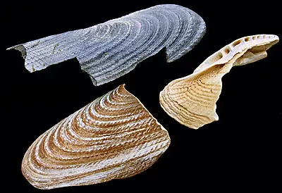 The Pholas dactylus card