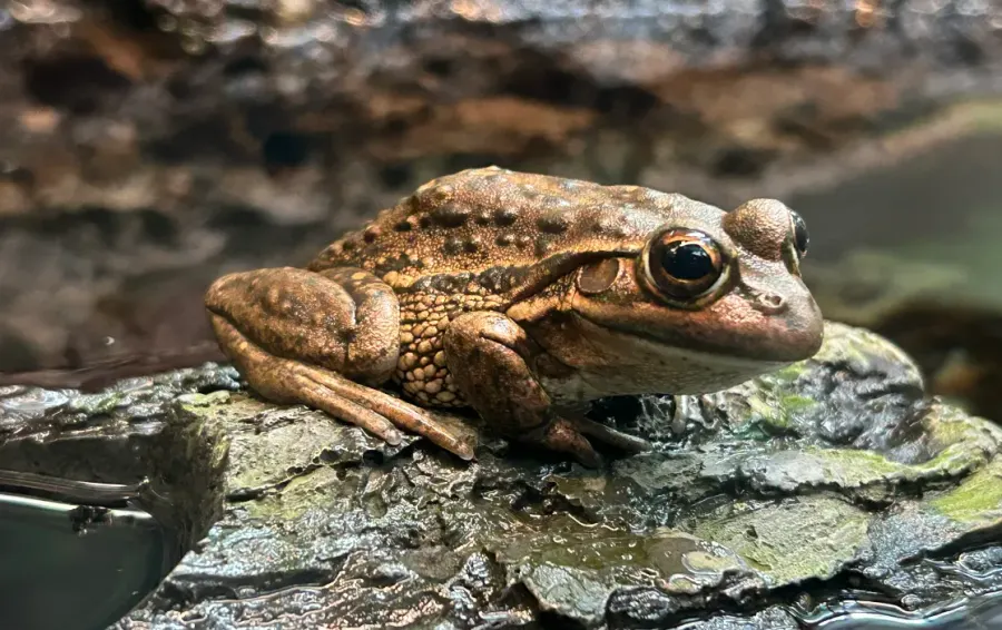 La carte Litoria castanea