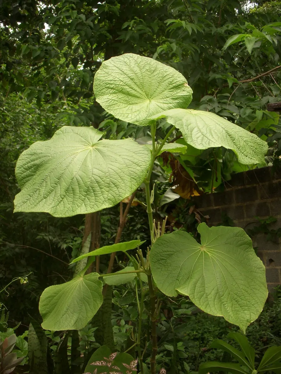 The Piper umbellatum card