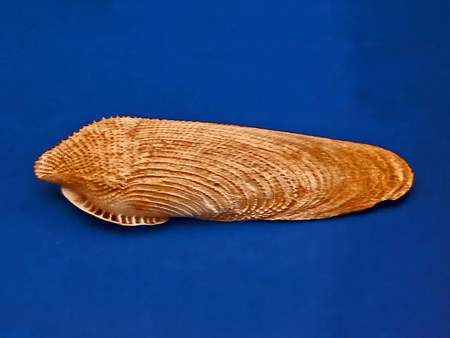 The Pholadidae card