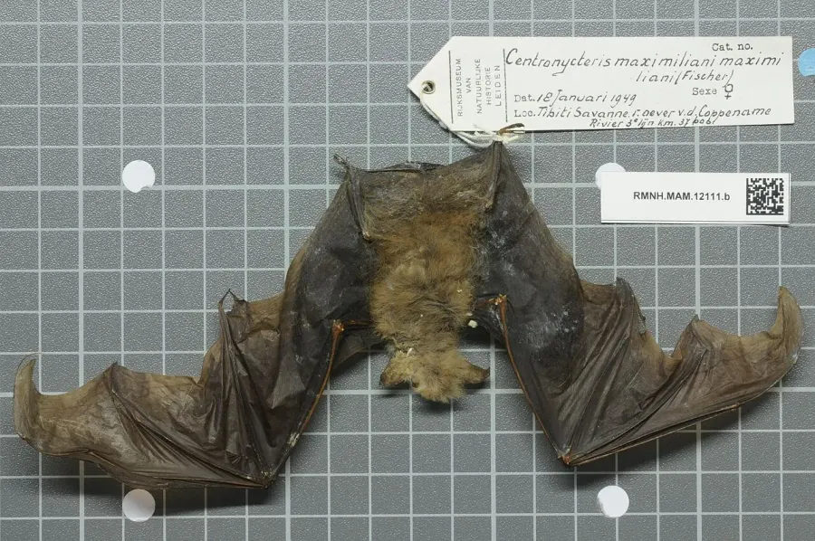 The Shaggy bat card