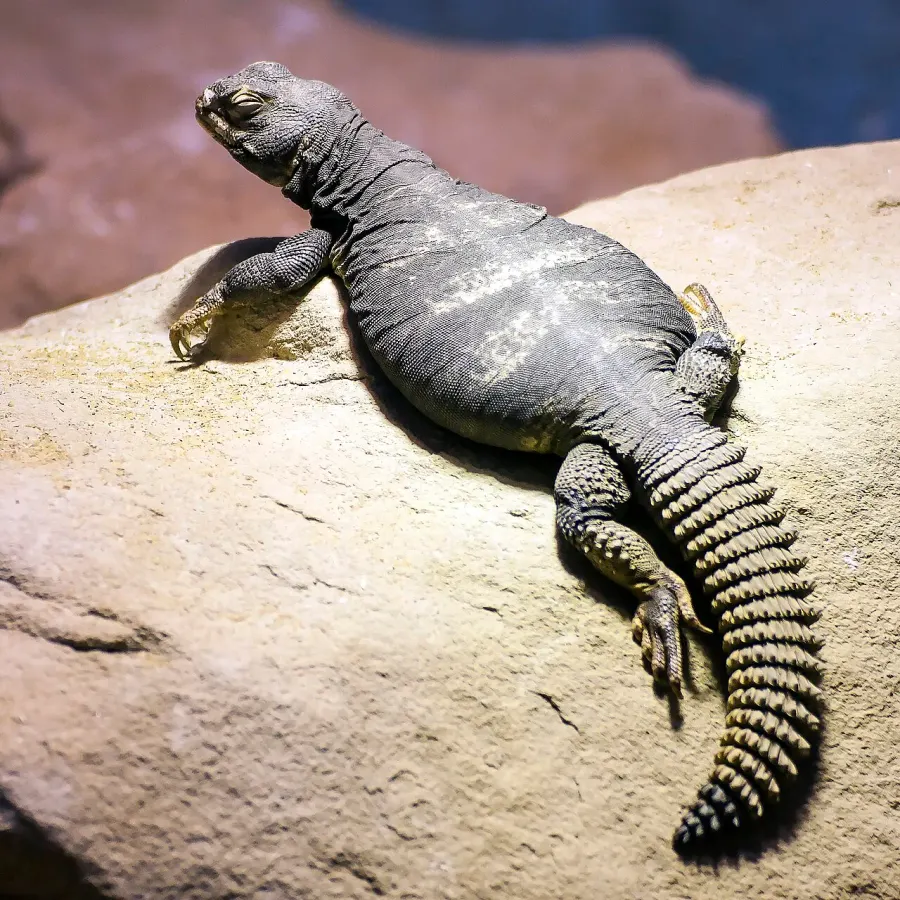 The Uromastyx dispar card