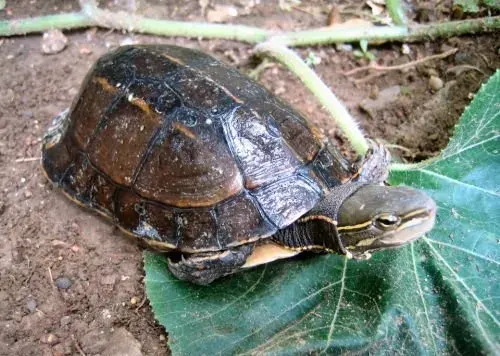 The Yunnan box turtle card