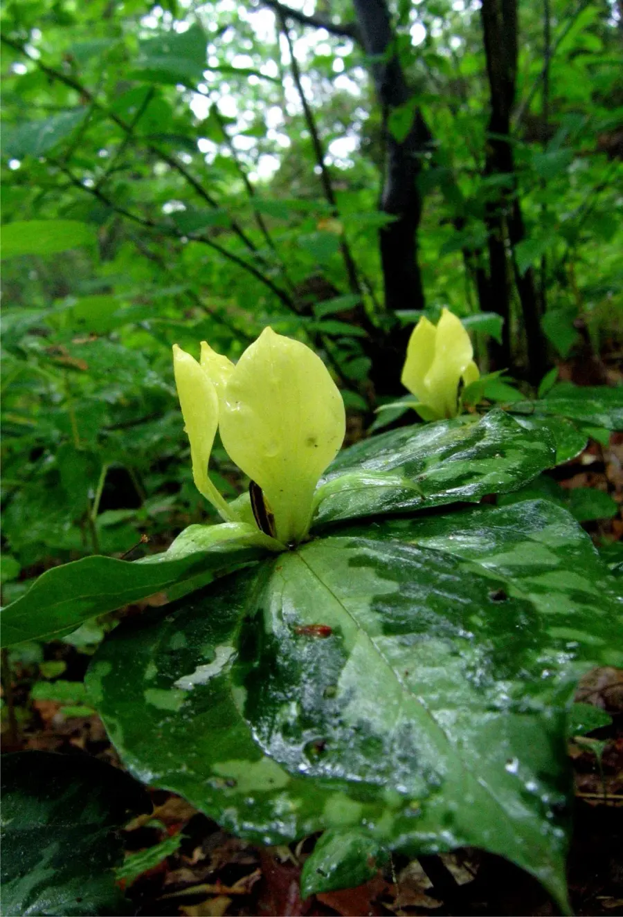 The Trillium discolor card