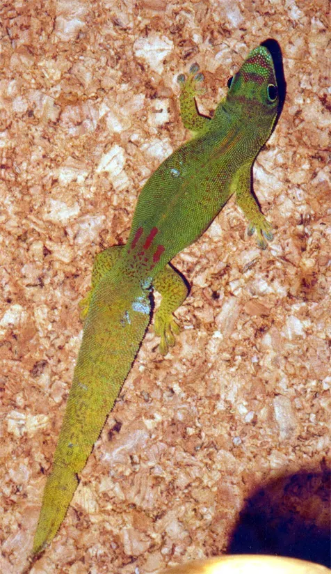 The Flat-tailed day gecko card