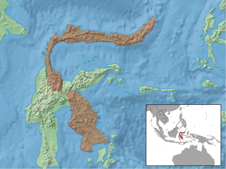 The Celebes rat card