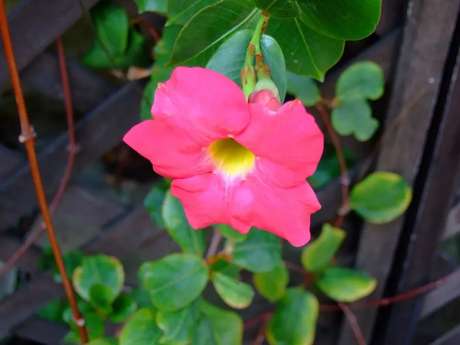 The Mandevilla sanderi card