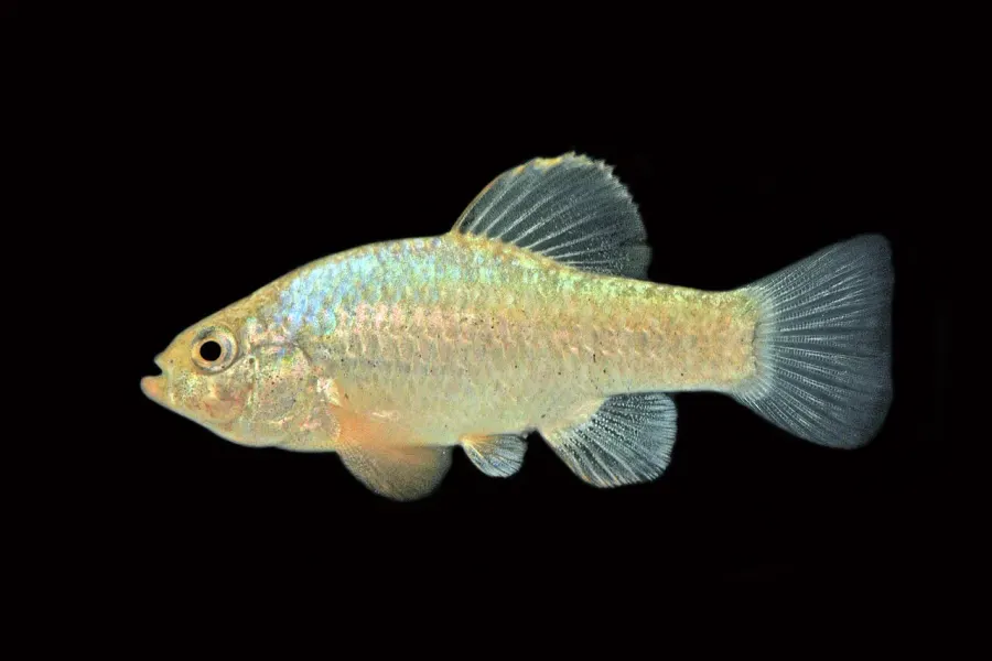 The White Sands pupfish card