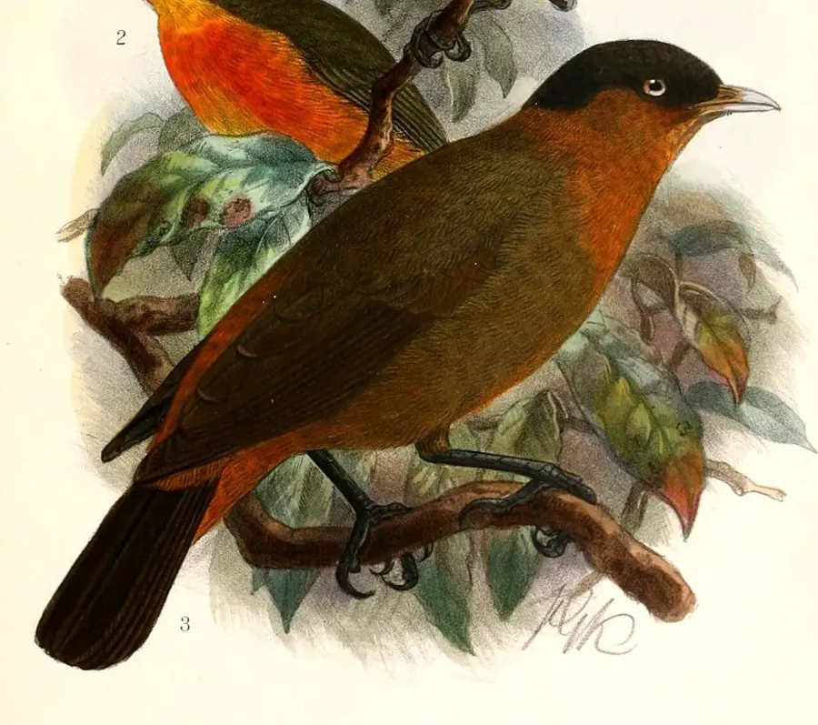 The Kupeornis card