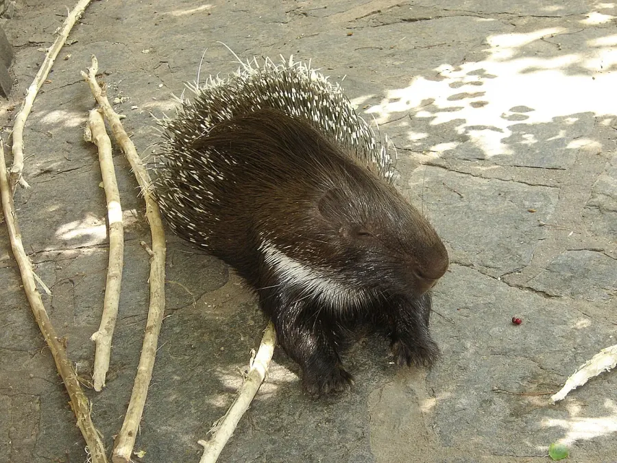 La carte Hystricidae