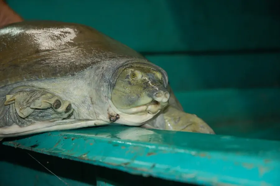 The Nubian flapshell turtle card
