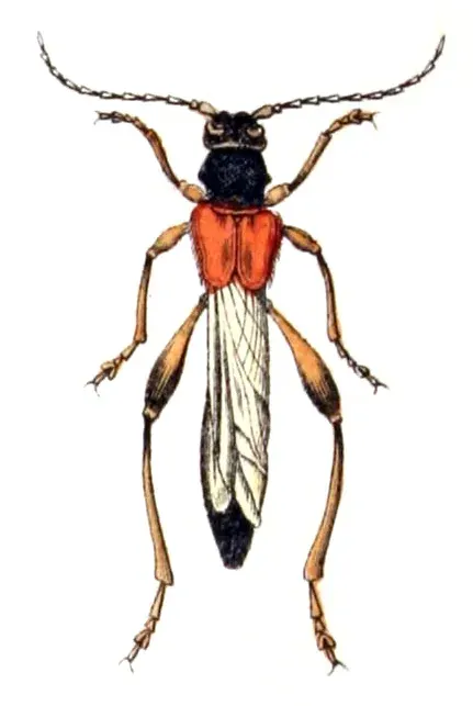 La carte Necydalis
